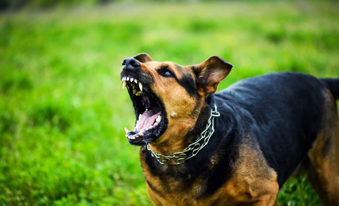 Un chien en train d'aboyer pour illustrer la nuisance sonore d'un animal