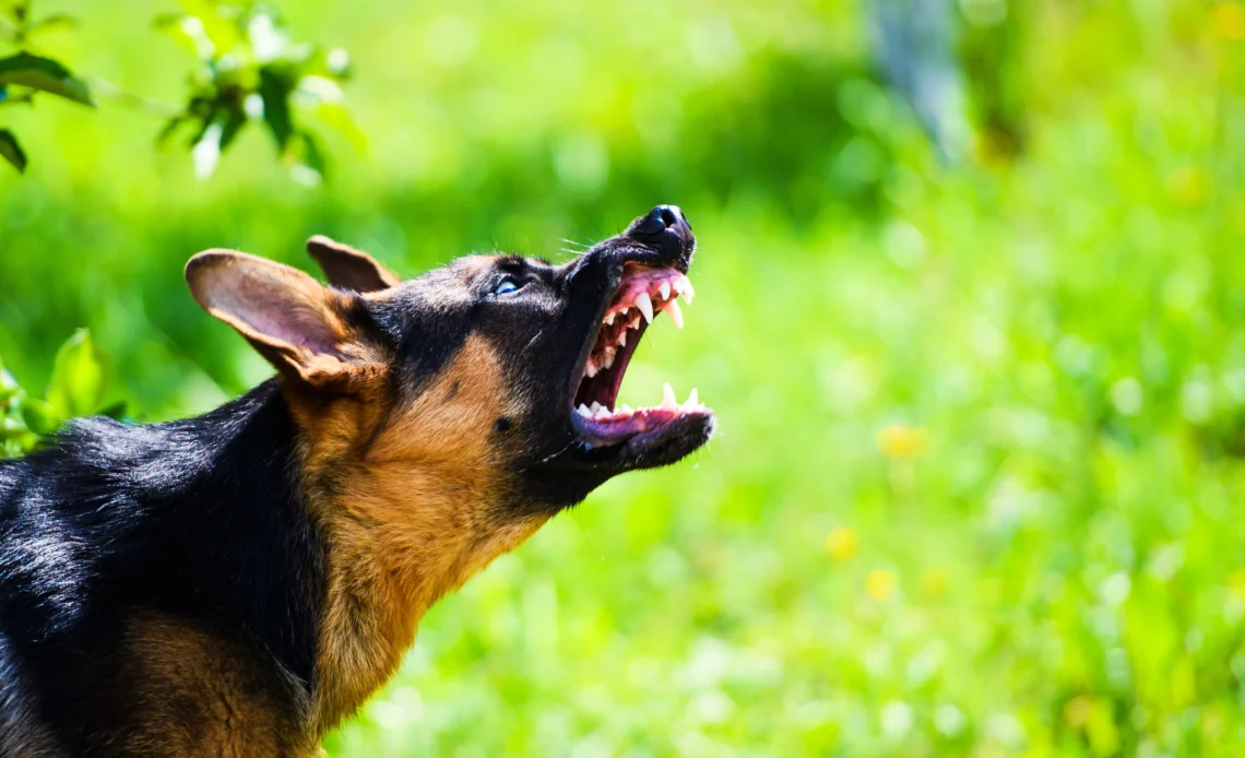 Un chien berger allemand aboie dans un pré illustrant une nuisance sonore